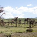 TZA ARU Ngorongoro 2016DEC23 049 : 2016, 2016 - African Adventures, Africa, Arusha, Date, December, Eastern, Month, Ngorongoro, Places, Tanzania, Trips, Year